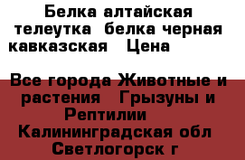 Белка алтайская телеутка, белка черная кавказская › Цена ­ 5 000 - Все города Животные и растения » Грызуны и Рептилии   . Калининградская обл.,Светлогорск г.